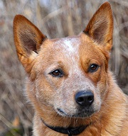 Dog Breeds