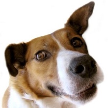 <b>Bringing your<i> dog</i> home</b>