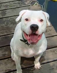 <b>The<i> American Bulldog</i></b>