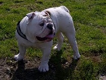 <b>The Australian Bulldog</b>