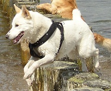 The <b>Bedouin Shepherd Dog</b>