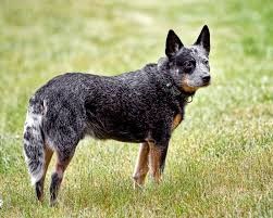 <b>The<i> Australian Cattle Dog</i></b>
