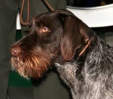 <b>The<i> Cesky Fousek</i></b>