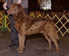 <b>The<i> Chesapeake Bay Retriever</i></b>