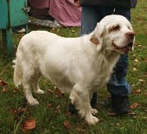 <b>The<i> Clumber Spaniel</i></b>