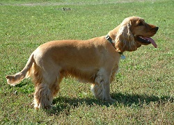 <b>The<i> Cocker Spaniel</i></b>