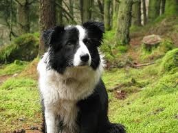<b>The<i> Border Collie</i></b>