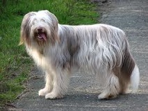 The <b>Bearded Collie</b>