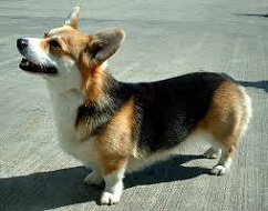 <b>The<i> Pembroke<i> Welsh Corgi</i></i></b>