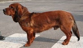 <b>Alpine Dachsbracke</b>