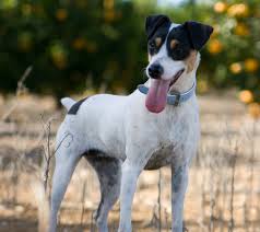 Lure Coursing - Danish/Swedish Farmdogs