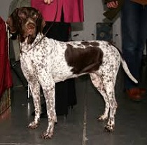 <b>The<i> Old Danish Bird Dog</i></b>