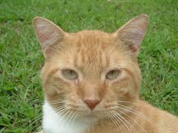 <b>Domestic Cats</b>