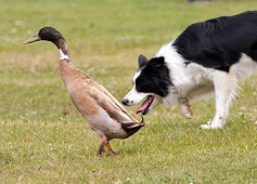 <b>Herding Dogs</b>