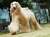 The <b>Afghan Hound</b> Elegance and Distinction