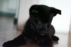 The <b>Black Norwegian Elkhound</b>