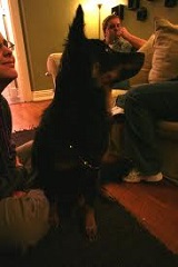 <b>Dog Emergencies</b>