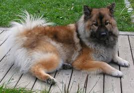 The<b> Eurasian<i> dog</i></b>