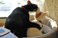 Everything You Need To Know About a Cat Show