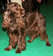 <b>The<i> Field Spaniel</i></b>