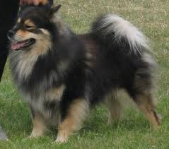The <b>Finnish Lapphund</b>/Swedish Lapphund