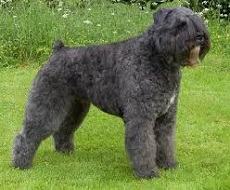 <b>The<i> Bouvier des Flandres</i></b>