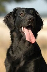 <b>The<i> Flat-Coated Retriever</i></b>