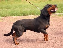 <b>Black Forest Hound</b>