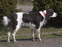 <b>The<i> French Spaniel</i></b>