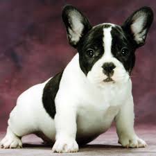 The <b>French Bull Dog</b>
