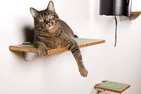 What Cat Food Is Best for Your Furry Friend?