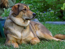 <b>The right<b> dog</b> for you</b>