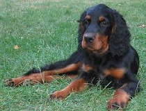 <b>The<i> Gordon Setter</i></b>
