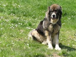 greek sheep dogs