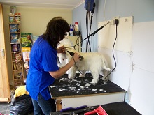 Dog Grooming