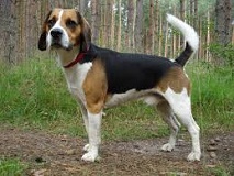 The <b>Beagle Harrier</b>