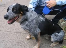 The <b>Blue Heeler</b>