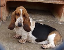 The <b>Basset Hound</b>