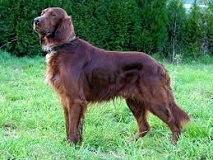 <b>The<i> Irish Setter</i></b>