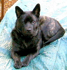 <b>The<b> Kai</b> Dog</b>