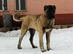 <b>Kangal Dog</b>