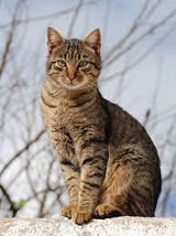 <b>Many Kinds of Cats</b>