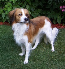 <b>The<i> Kooikerhondje</i></b>