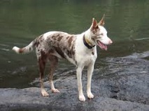 <b>Australian Koolie</b>