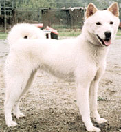 <b>The Jindo Dog</b>