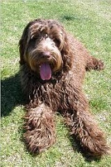 <b>Australian Labradoodle</b>
