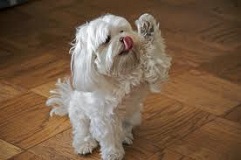 <b>Miniature Dogs</b> The Living Toys in Your Family