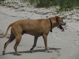 <b>Lost Dogs</b>