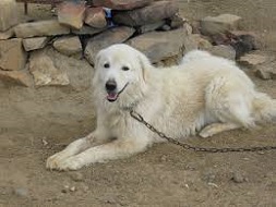 <b>Maremma Sheepdog</b>