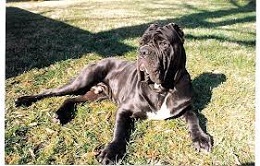 <b>Neapolitan Mastiff</b>
